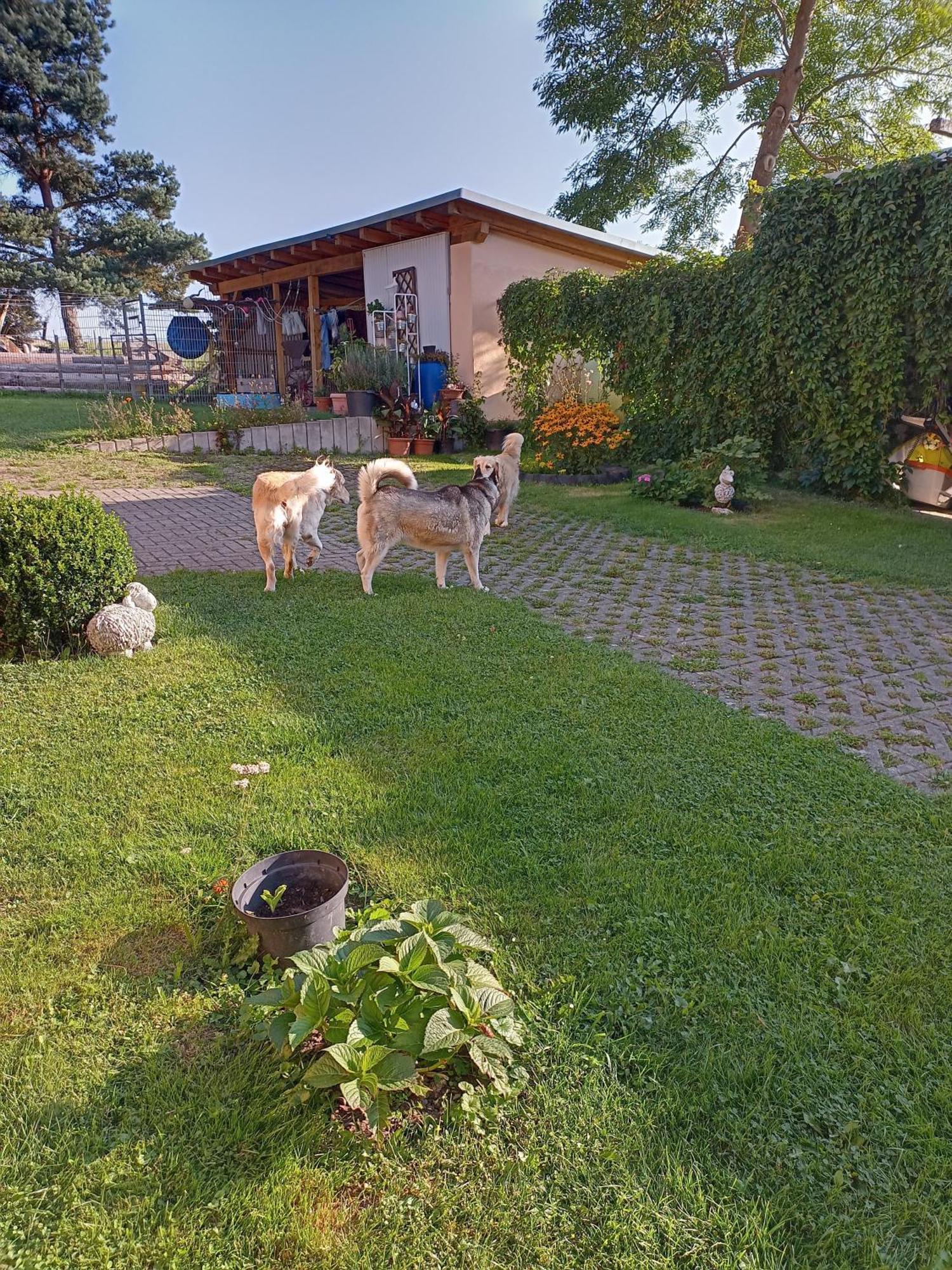 Ferienhof Im Gruenen Herzen Dittersdorf Екстер'єр фото