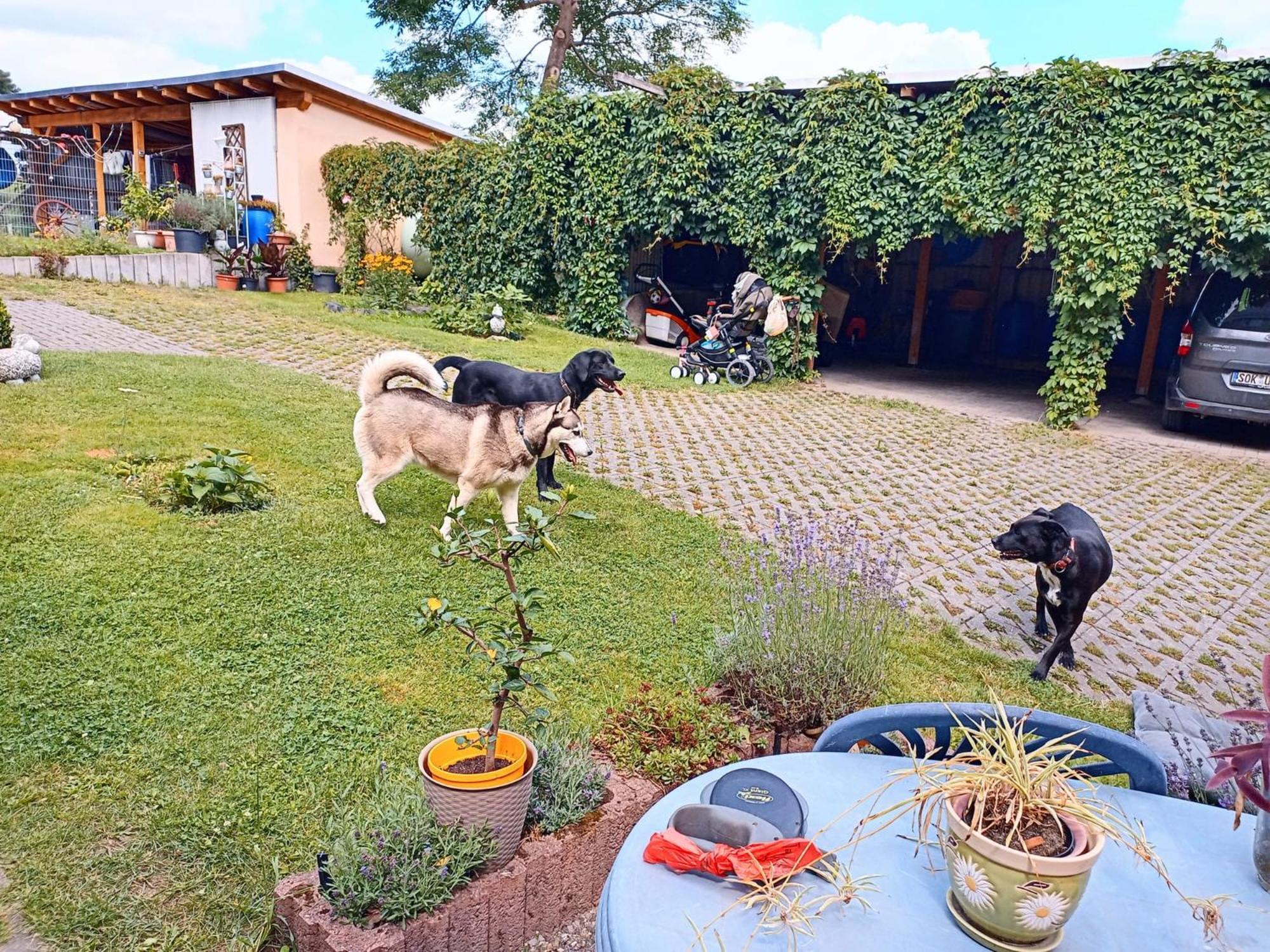 Ferienhof Im Gruenen Herzen Dittersdorf Екстер'єр фото